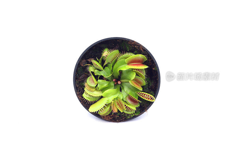 捕蝇草(Dionaea muscipula)在白色背景下的花盆里。